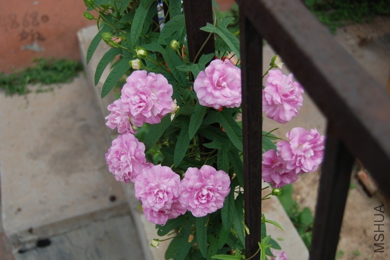 DSC_0018.jpg