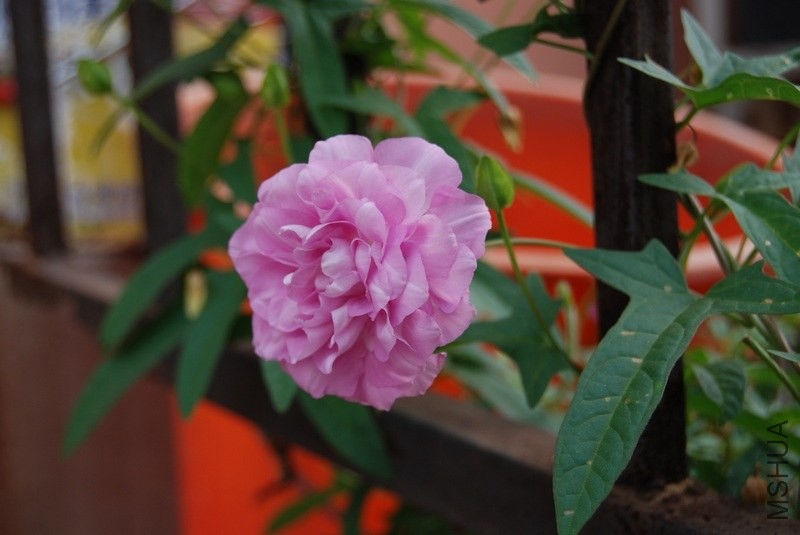 DSC_0043.jpg