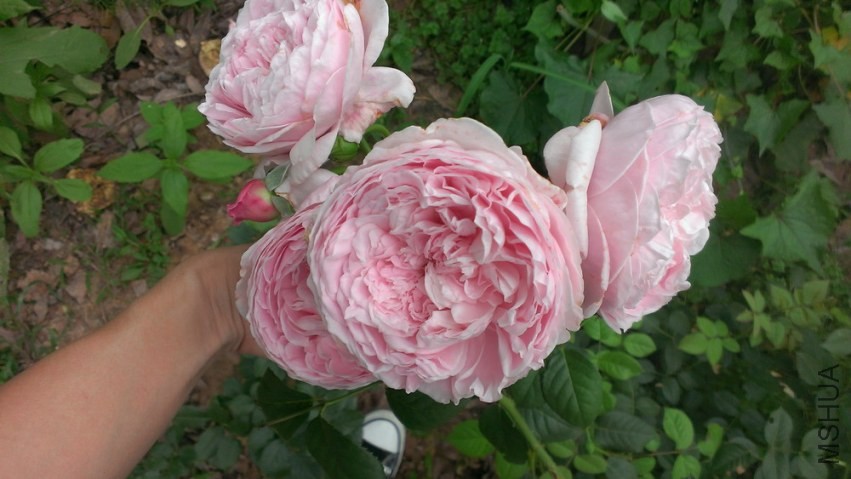 IMAG1028.jpg