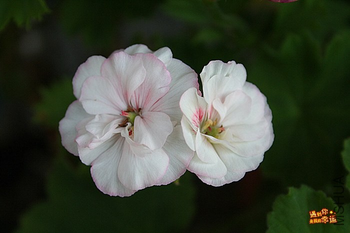 ��Ƭ 009_����.jpg