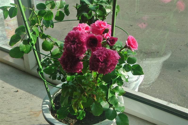 IMGA0009.JPG