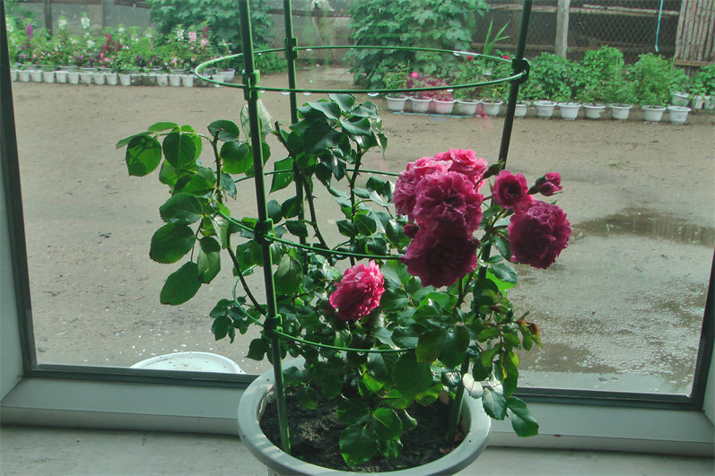 IMGA0010.JPG