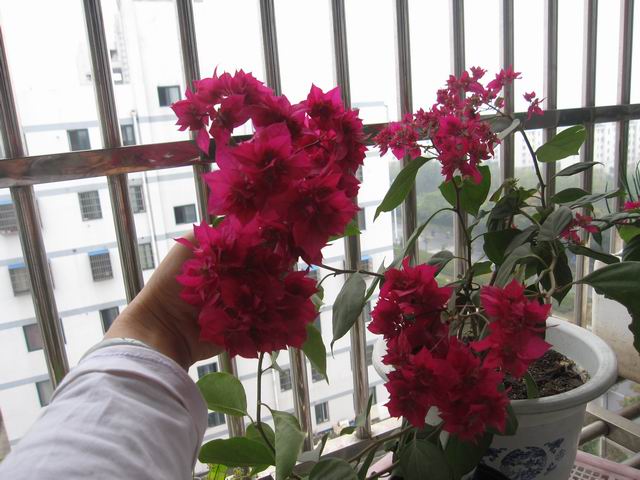 ������С IMG_3988.jpg