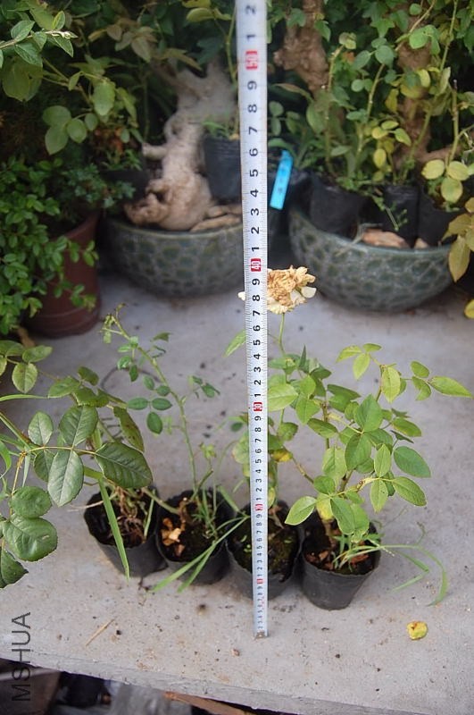 DSC_00450045.JPG