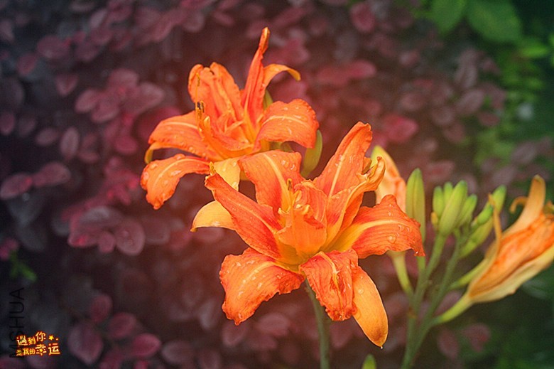 ��Ƭ 026a_����.jpg