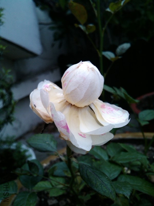 IMG_20130530_070605.jpg