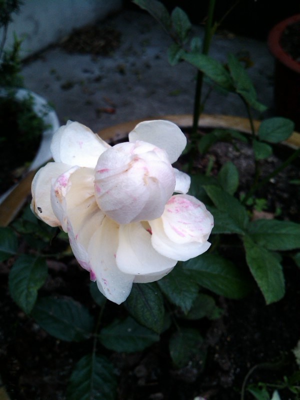 IMG_20130530_070539.jpg