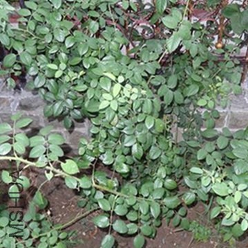 DSC00343_����_����.jpg