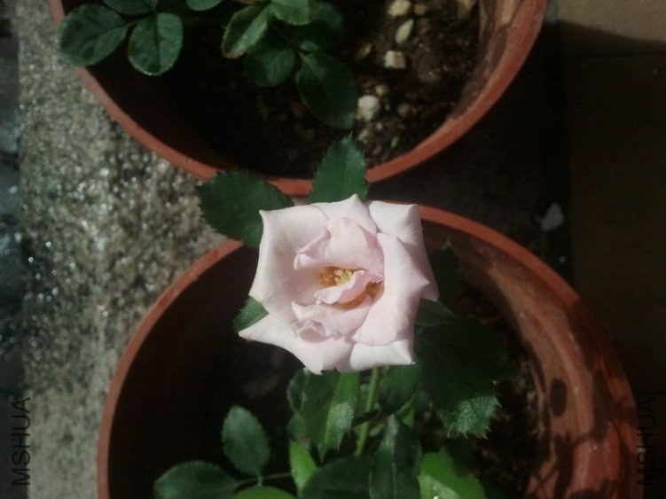 IMG_20130621_161515.jpg