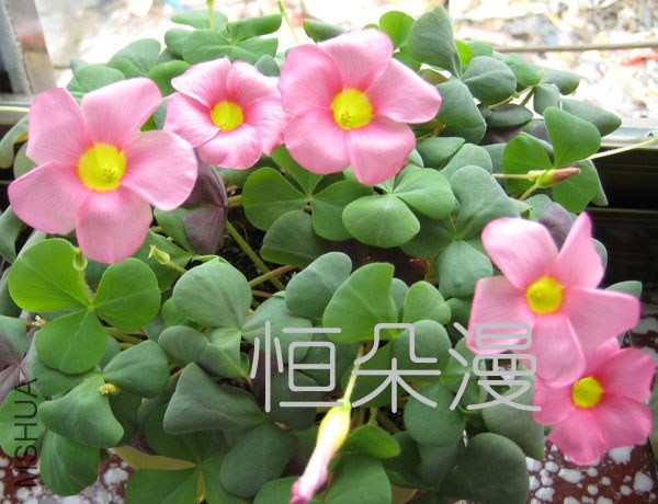 ��Ƭ 003��������.jpg