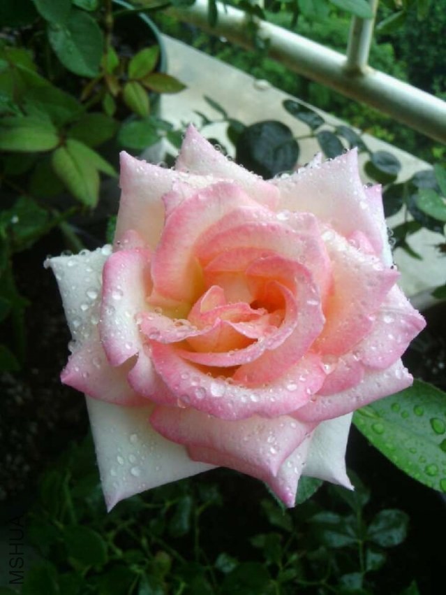 QQͼƬ20130728132211.jpg