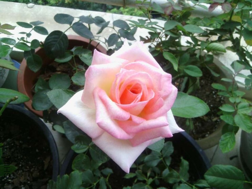 QQͼƬ20130728132222.jpg
