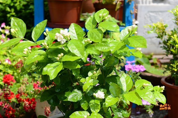 ��Ƭ 003_����.jpg