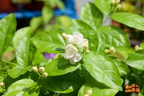 ��Ƭ 004_����.jpg