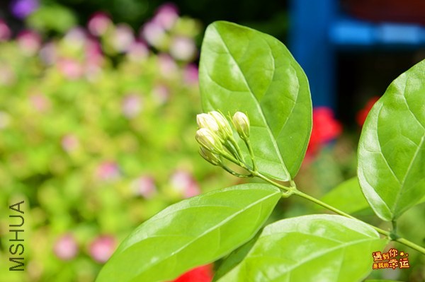 ��Ƭ 005_����.jpg