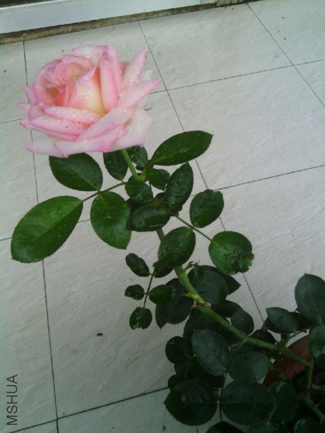 QQͼƬ20130728144404.jpg