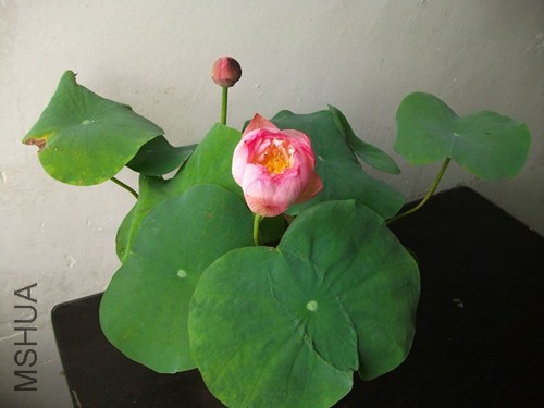 DSCF3188_����.jpg