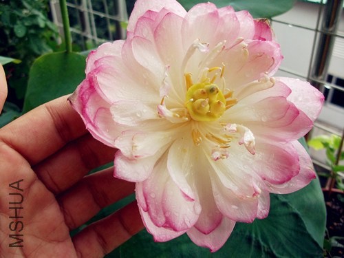DSCF3194_����.jpg