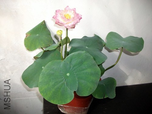 DSCF3198_����.jpg