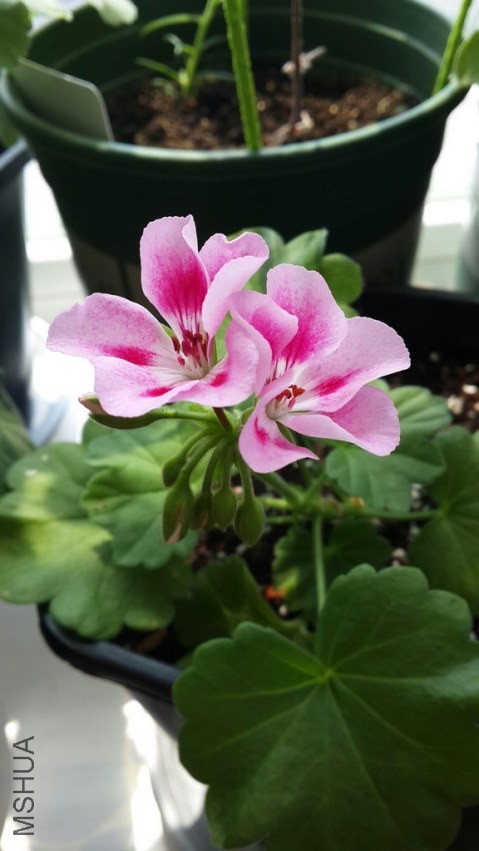 QQͼƬ20130728132924.jpg