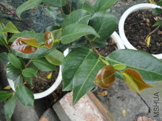DSC03617.JPG