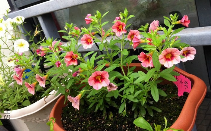����С��20130606.jpg