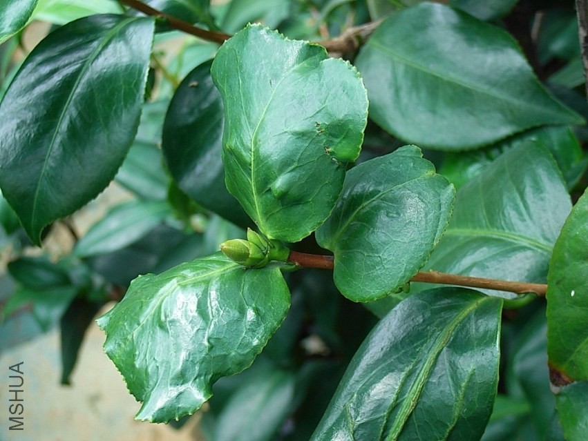 �@֦�l�ϵ��~Ƭ��һ����