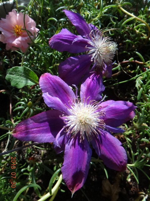 DSC00515.JPG