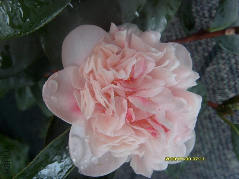 S73R3196��3.jpg