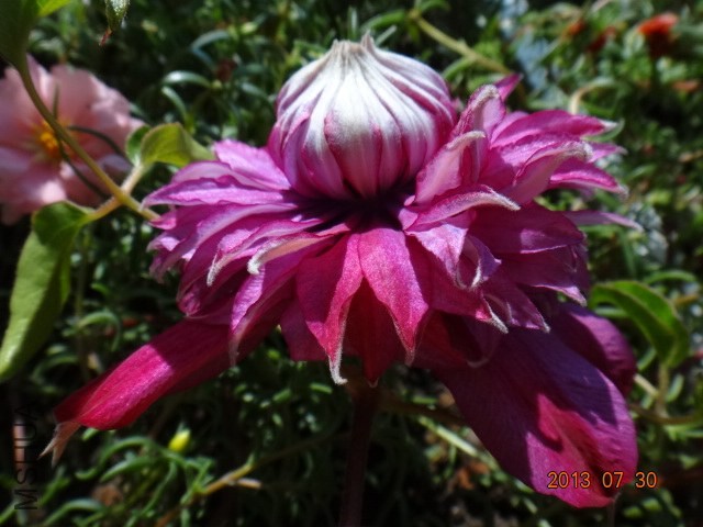DSC00517.JPG