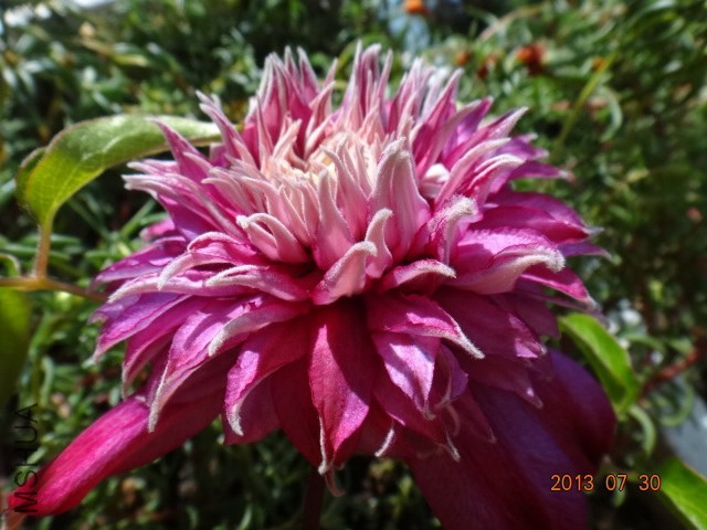 DSC00526.JPG
