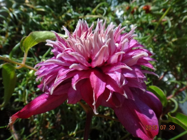 DSC00528.JPG