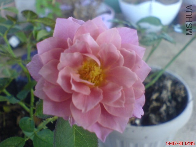 DSC00386.jpg