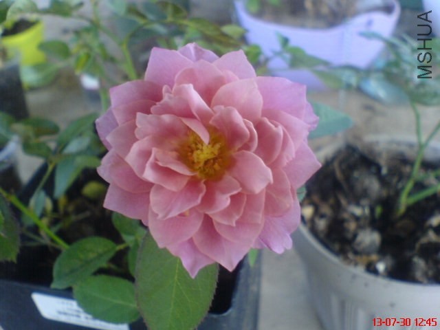 DSC00387.jpg