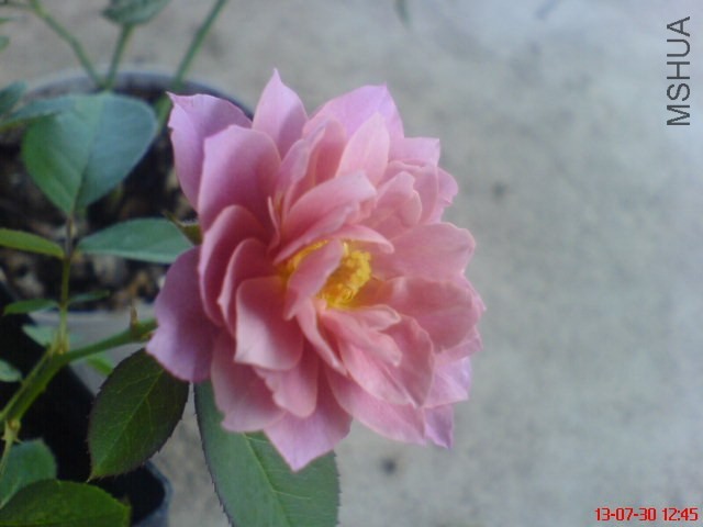 DSC00388.jpg