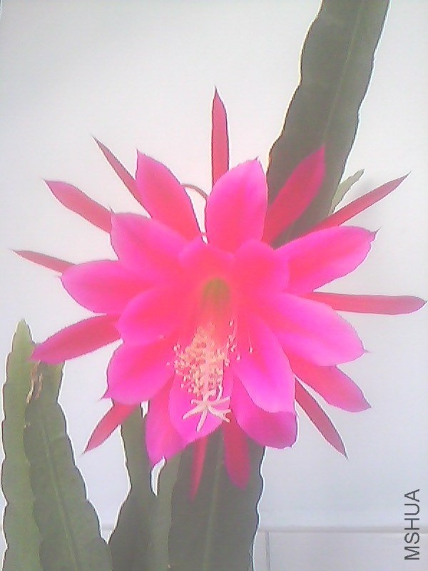 IMG0434A.jpg