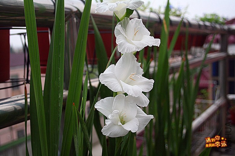 ��Ƭ 066_����.jpg