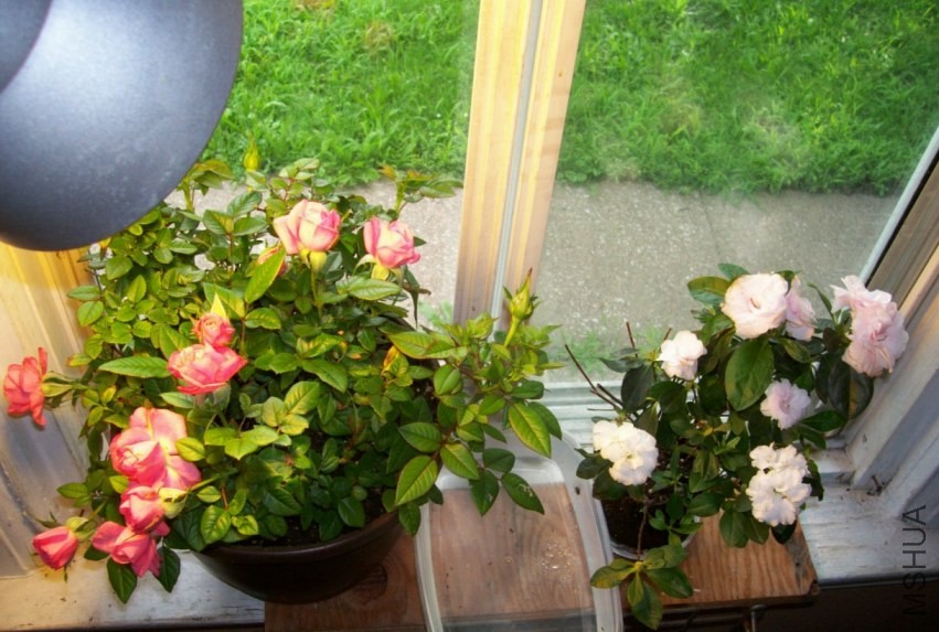 HydrangeaAugust 006.JPG
