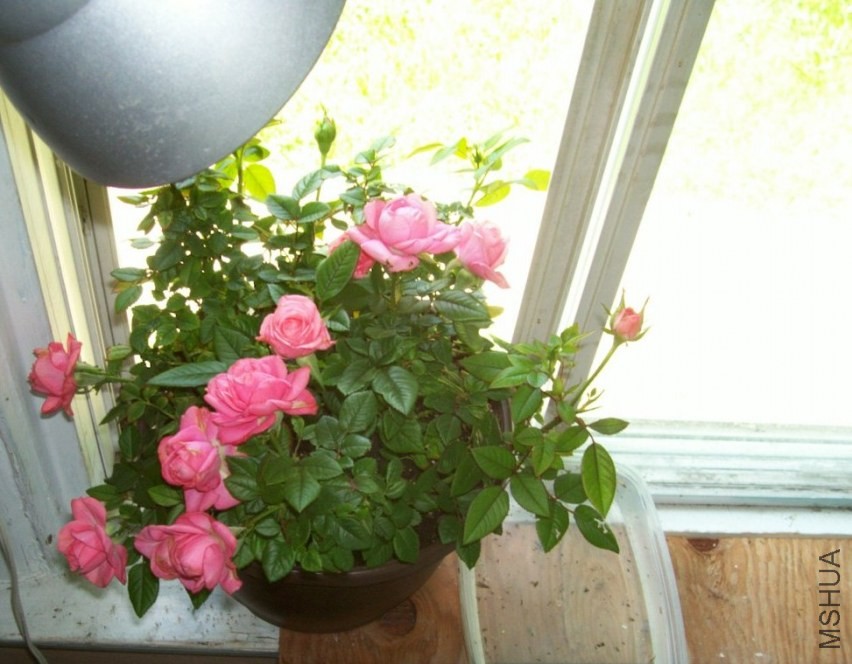 HydrangeaAugust 010.JPG