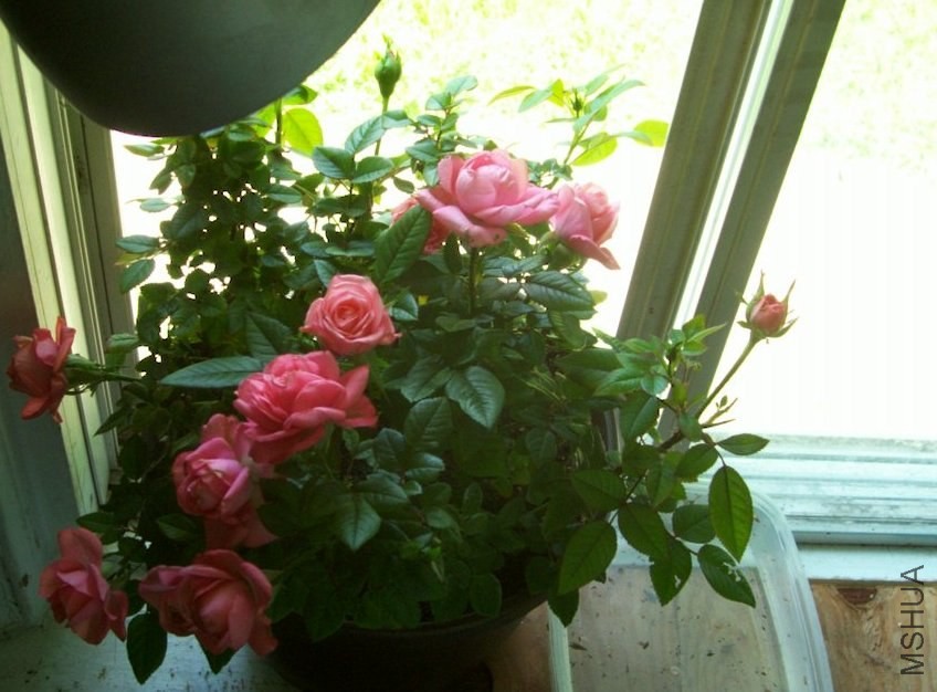 HydrangeaAugust 012.JPG