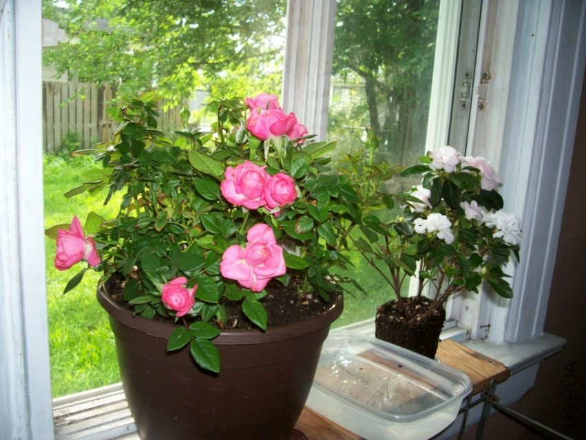 HydrangeaAugust 042.JPG