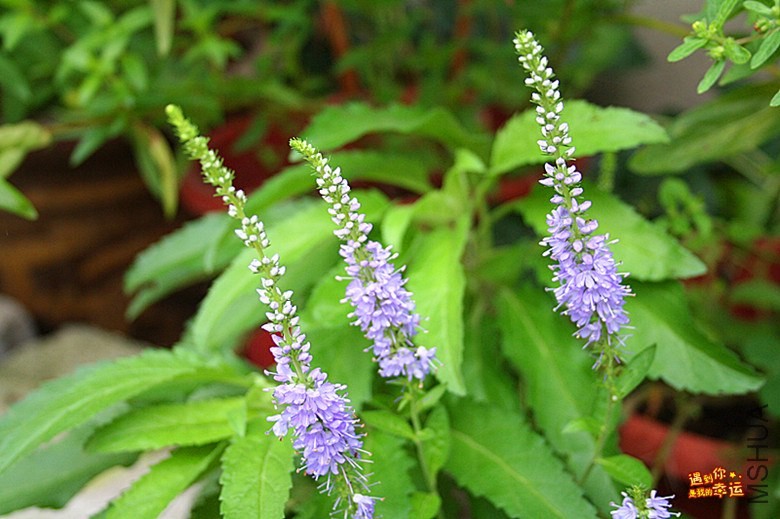 ��Ƭ 081_����.jpg