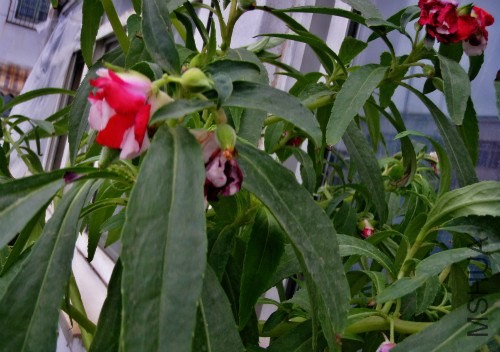 P1010005_meitu_2.jpg