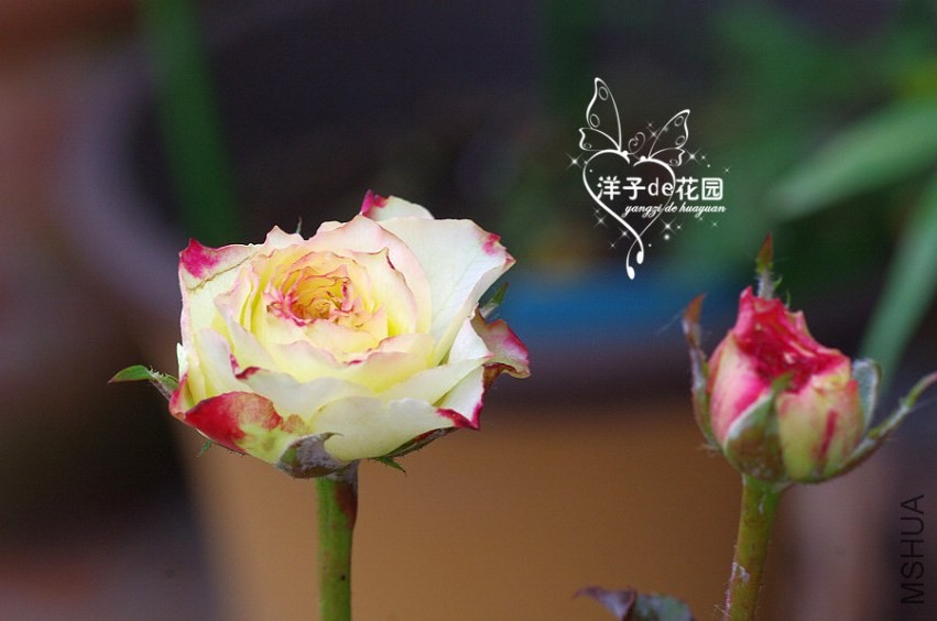 IMGP5970.JPG