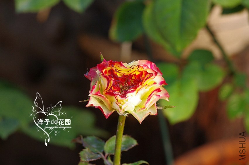IMGP6030.JPG