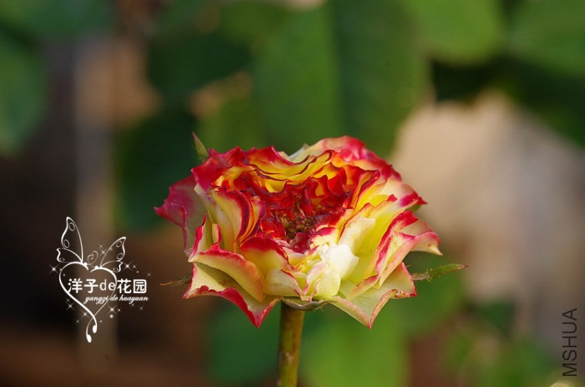 IMGP6031.JPG