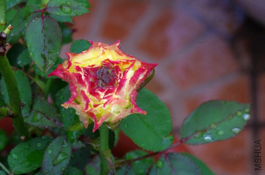 IMGP6252.JPG