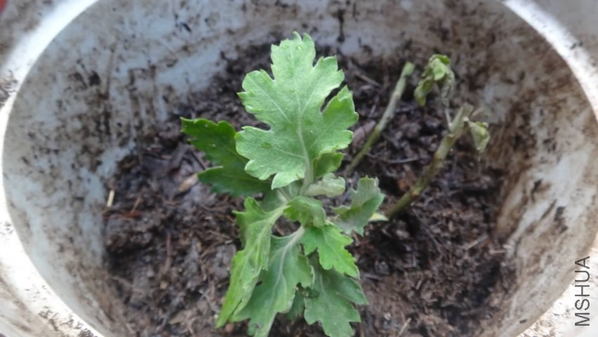 DSC01184.JPG
