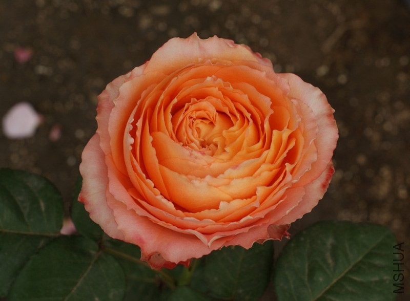 DSC04853.jpg