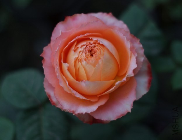 QQͼƬ20130802202253.jpg
